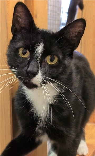 Kater Kalle im Tierasyl "Heimatlos" in Hagen-Wittstedt
