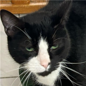 Das Wittstedter Tierasyl Heimatlos sucht ein neues Zuhause für Kater Kuddel.