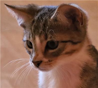 Kater Monty ist aufgeschlossen und verspielt.