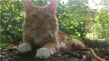 Kater Nino ist bereits seit Januar 2019 verschwunden. Seine Besitzerin hat die Hoffnung aber nicht aufgegeben, ihn wiederzusehen.