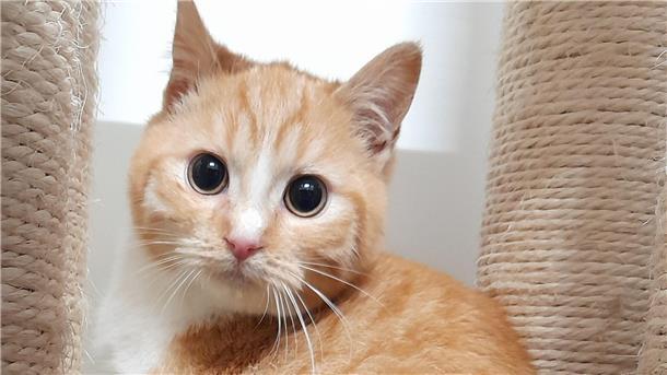 Kater Pit wünscht sich ein Zuhause mit Spielkameraden.