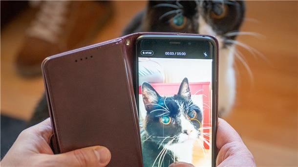 Dank „Gismos Inn“ können sogar Katzen in Bremerhaven Urlaub machen Kater Rico ist für längere Zeit im Katzenhotel untergebracht. Ab und an verschickt Ute Kellmer auch Videos an die jeweiligen Besitzer.