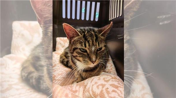 Von Schuss mit Schrotflinte gezeichnet: Katze „Bijou“ sucht ein neues Heim Katze Bijou hat schlimme Erfahrungen gemacht: Sie wurde mit einer Schrotflinte angeschossen. Nun sucht sie einen neuen Besitzer.