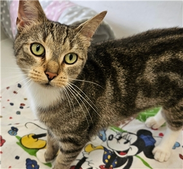 Katze Blümchen sucht ein neues Zuhause.