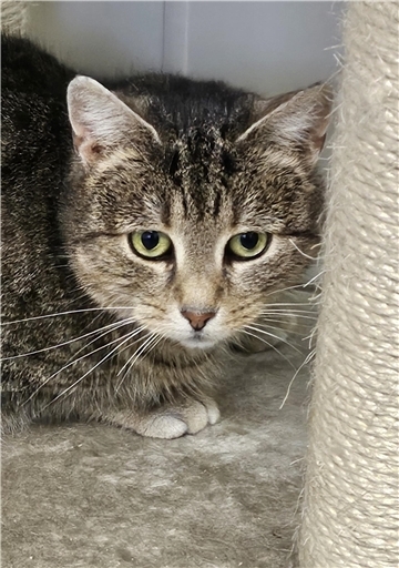 Katze Ella hat Probleme mit Streicheleinheiten. Wer gibt ihr trotzdem eine Chance auf ein neues Zuhause?