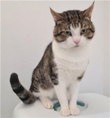 Katze Hipp ist ein schmusebedürftiger Einzelgänger.