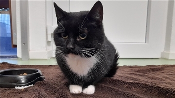 Katze Tatjana ist sehr kontaktfreudig und genießt ihre Streicheleinheiten.