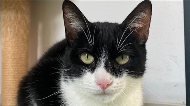 Zuhause gesucht: Verschmuste Uschi hat eigenen Kopf Katze Uschi ist verschmust - aber mit Grenzen.