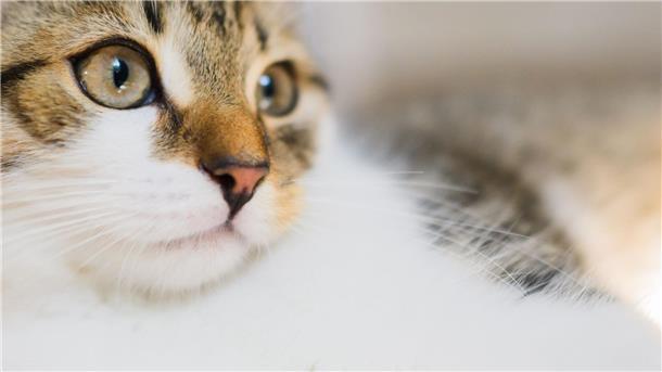 Ist meine Katze noch normal? Katzen sind beliebte Haustiere und werden unter anderem für ihre Zuneigung geschätzt.
