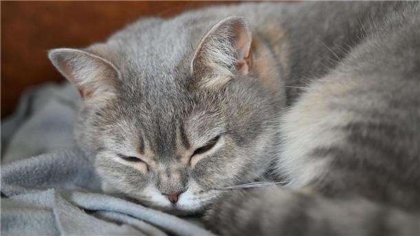 Katzen sind nach wie vor das beliebteste Haustier in Deutschland. (Archivbild)