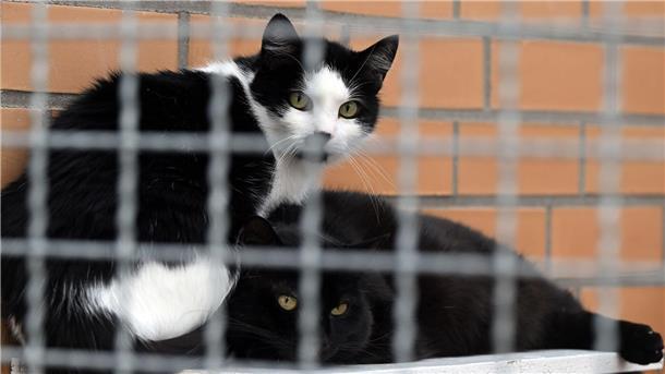 Haustiere und Ferienzeit: Oft abgegeben oder ausgesetzt Katzen sitzen im Tierheim Leverkusen.