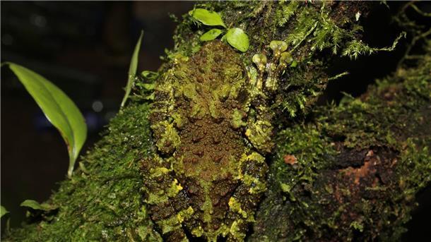 Kaum zu sehen: die neu entdeckte Froschart (Theloderma khoii) aus dem Norden Vietnams.