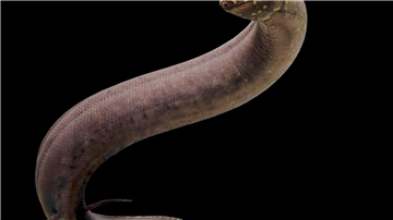 Kein anderes bekanntes Tier auf der Erde hat ein so großes nachgewiesenes Genom wie der Südamerikanische Lungenfisch.