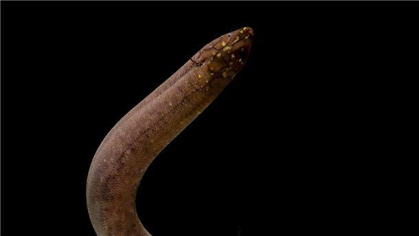 Größtes bekanntes Tiergenom entschlüsselt Kein anderes bekanntes Tier auf der Erde hat ein so großes nachgewiesenes Genom wie der Südamerikanische Lungenfisch.