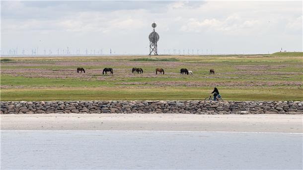 Kein Deich, keine Pollen, kein Staub - gesünder als auf dieser Weide auf Neuwerk kann die Luft für asthmakranke Pferde nicht sein. Nach ein paar Wochen Kur geht es den Tieren wieder gut. Fotos: Schuldt/dpa