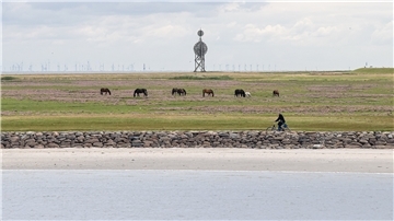 Kein Deich, keine Pollen, kein Staub - gesünder als auf dieser Weide auf Neuwerk kann die Luft für asthmakranke Pferde nicht sein. Nach ein paar Wochen Kur geht es den Tieren wieder gut. Fotos: Schuldt/dpa