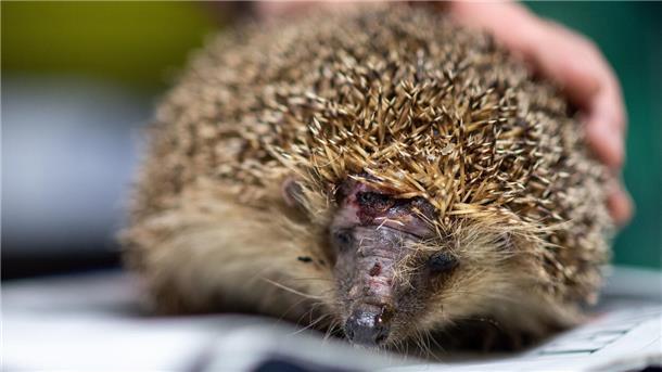 Immer wieder werden Igel von Mährobotern verletzt. 
