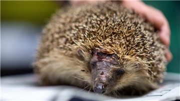 Immer wieder werden Igel von Mährobotern verletzt. 
