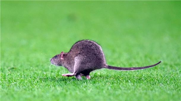 Kein Symbolbild: Diese Ratte lief in Cardiff über den Stadionrasen.
