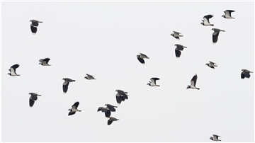 Kiebitze sind auf vielen Wiesen und Weiden verloren gegangen. Auf der Luneplate ohne intensive Landwirtschaft brüten inzwischen wieder rund 100 Brutpaare. Jetzt im Winter sind Kiebitzschwärme aus dem Norden hier zu Gast.