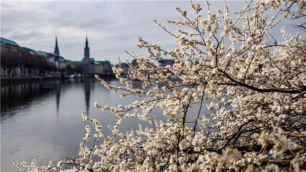 Frühling beginnt mit milden Temperaturen Kirschbäume blühen an der Hamburger Binnenalster.