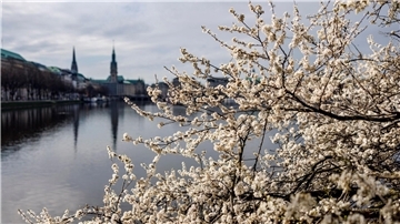 Kirschbäume blühen an der Hamburger Binnenalster.