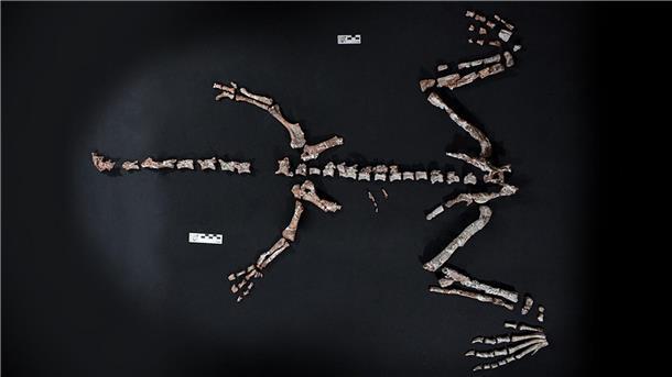 Fossilienfund in Argentinien: Einer der ältesten Dinosaurier Knochen des Dinosauriers Huayracursor jaguensis