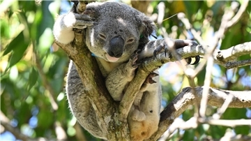 Koalas sind in Australien immer mehr bedroht - auch wegen Chlamydien.
