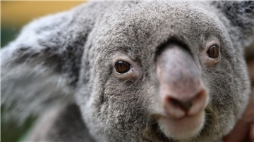 Koalas sind vielerorts in Australien stark bedroht. (Archivbild)