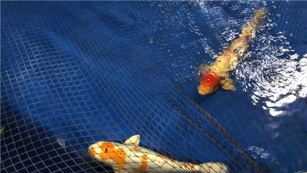 Geplatztes Aquarium: Viele Fische werden in Zoo behandelt Kois aus den Anlagen des Großaquariums Aquadom schwimmen in einem Becken des Berliner Zoos.