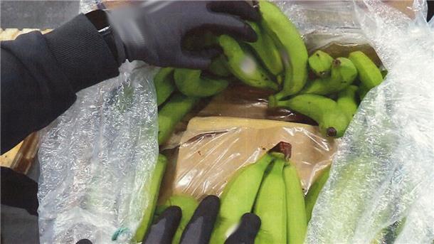 Kokainblöcke zwischen Bananen aus Ecuador versteckt.