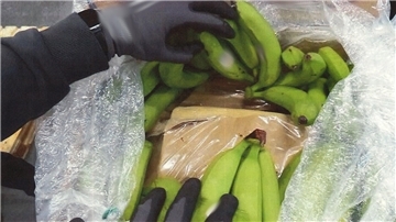 Kokainblöcke zwischen Bananen aus Ecuador versteckt.