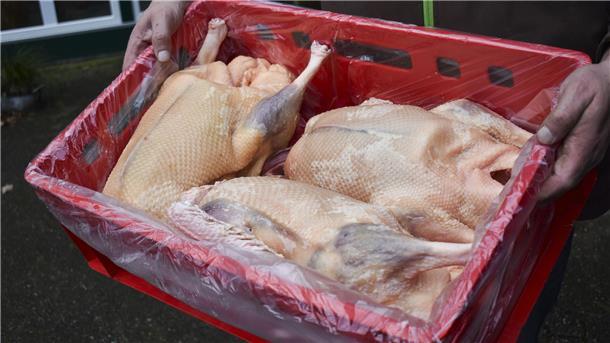 Geschlachtete Gänse, gerupft und ohne Kopf in einer roten Fleischerkiste.