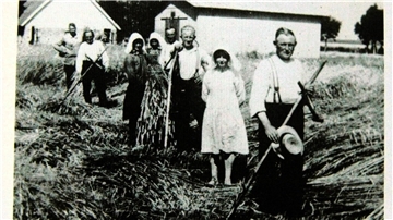 Kornernte mit der ganzen Familie 1930