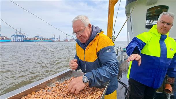 Kutter „Claudia“: Die besten Fotos von der Fangfahrt für den Krabbentag Krabbenfischer Rolf Müller (l.) und Reeder René Schmidt sortieren kleine Steine aus den gefangenen Krabben.