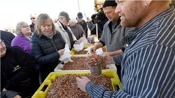 Krabbenfischer verschenken in Büsum (Schleswig-Holstein) am Hafen aus Protest Krabben.