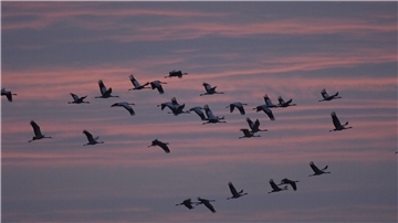 Viele Kraniche fliegen am roten Abendhimmel.