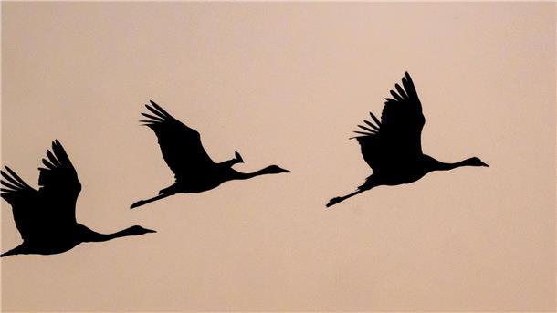 Kraniche im eleganten Flug
