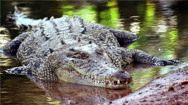 Krokodile sind keine Romantiker? Eine Studie der australischen University of the Sunshine Coast, die sich mit den Ausdrucksweisen und der „Sprache der Liebe“ der Reptilien befasst, räumt mit Vorurteilen auf.