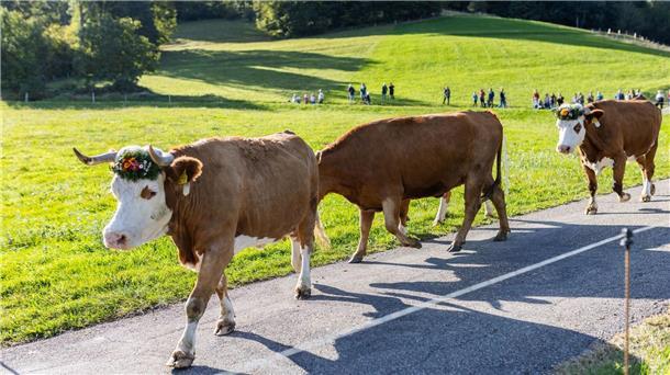 Kühe gehen während des Weideabtriebs zu einem Verladeplatz an der Talsohle.