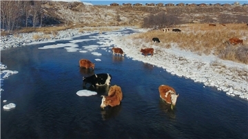 Kühe trinken Wasser aus dem Halha Fluss im Norden von China.