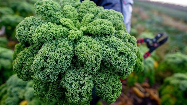 Grünkohlsaison in Niedersachsen gestartet - Preise steigen Kunden müssen sich auf höhere Preise für Grünkohl einstellen.