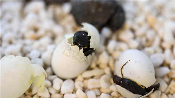 Australien feiert Ostern mit Schildkröteneiern Kurz vor Ostern schlüpften die ersten Exemplare, wie die Organisation Aussie Ark mitteilte.