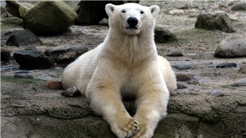 Lale im Eisbärengehege.