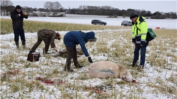 Landwirt Dieter Möller aus Oldendorf (von links) führte die drei Wolfsberater Wolfgang Albrecht, Evelyn Hinck und Matthias Holsten zu der eingezäunten Fläche zwischen Zevener Westumgehung und Oldendorfer Sportplatz, auf der mehrere Schafe gerissen worden sind.