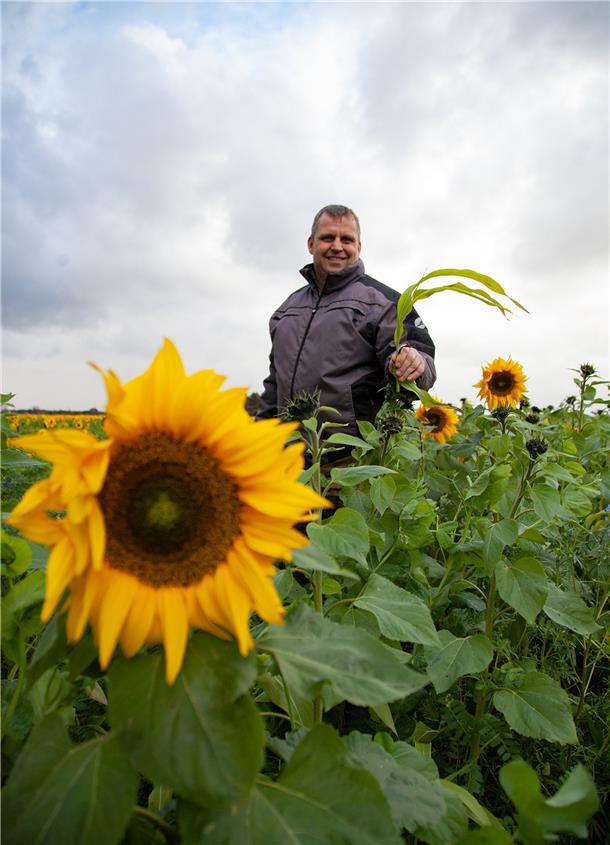 Lars Henken Sonnenblume