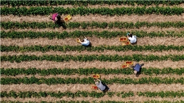 Landwirte können durch Direktvermarktung höhere Erzeugerpreise erwirtschaften. (Archivfoto)