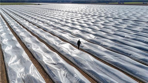 Lange Folien auf den Erdwällen verwandeln die Felder monatelang in gigantische Plastikwüsten.