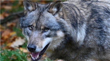 Lange galt der Wolf als ausgerottet; doch seit gut 20 Jahren ist das Raubtier in Deutschland zurück und breitet sich immer weiter aus.