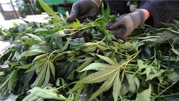 Laut Anklage verkaufte der Elsflether nicht nur selbst gezüchtetes Marihuana (Foto), sondern auch Kokain, Amphetamine und Ecstasy-Tabletten.
